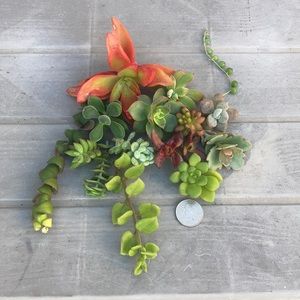 mejai succulents
